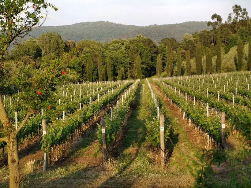 Rows of vines at a Tuscan vineyard estate